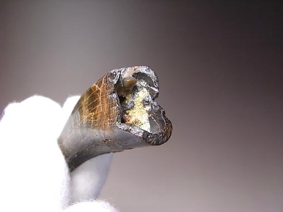 リアルジオラマ！６５００万年前の地層ごと、暴君様の歯をどうぞ。（その17）