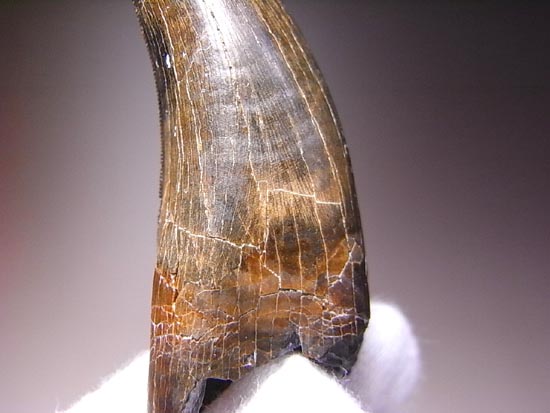 リアルジオラマ！６５００万年前の地層ごと、暴君様の歯をどうぞ。（その18）