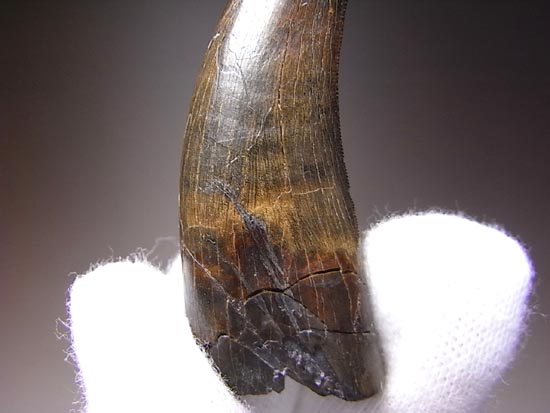 リアルジオラマ！６５００万年前の地層ごと、暴君様の歯をどうぞ。（その19）