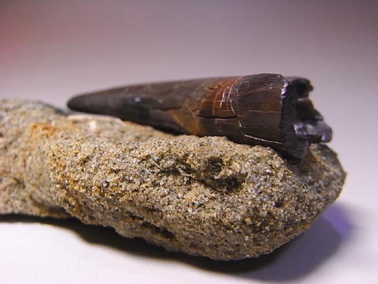 リアルジオラマ！６５００万年前の地層ごと、暴君様の歯をどうぞ。（その2）