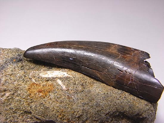 リアルジオラマ！６５００万年前の地層ごと、暴君様の歯をどうぞ。（その3）