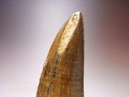保存状態の良いダスプレトサウルスの歯（その11）