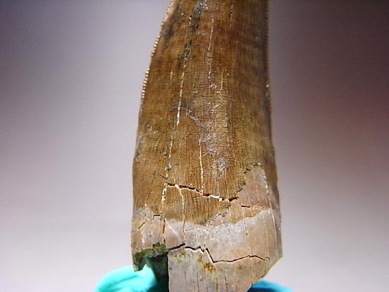 保存状態の良いダスプレトサウルスの歯（その12）