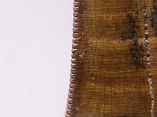 保存状態の良いダスプレトサウルスの歯(その15)