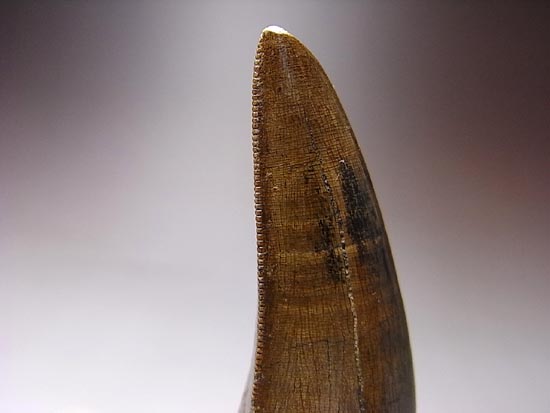 保存状態の良いダスプレトサウルスの歯（その18）