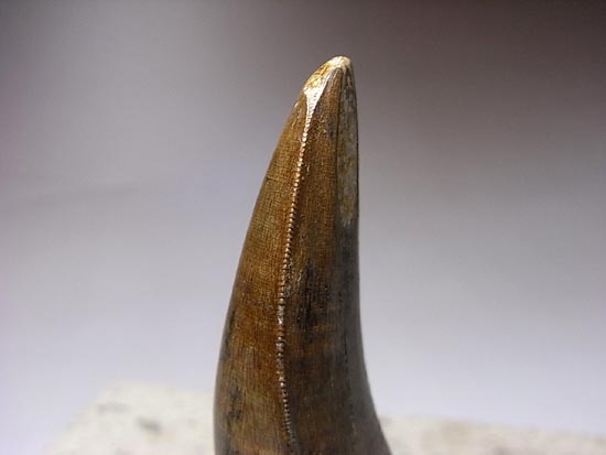 保存状態の良いダスプレトサウルスの歯（その19）