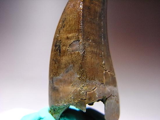 保存状態の良いダスプレトサウルスの歯（その20）