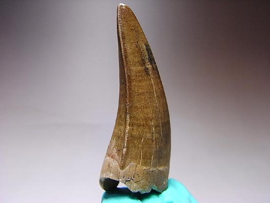 保存状態の良いダスプレトサウルスの歯（その7）