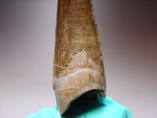 保存状態の良いダスプレトサウルスの歯（その9）