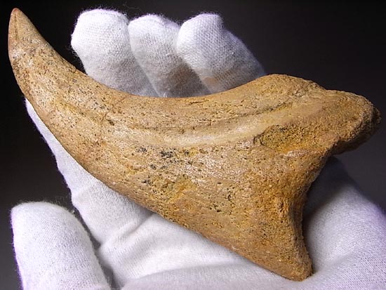 博物館レベル！スピノサウルスの巨大なかぎ爪（その1）