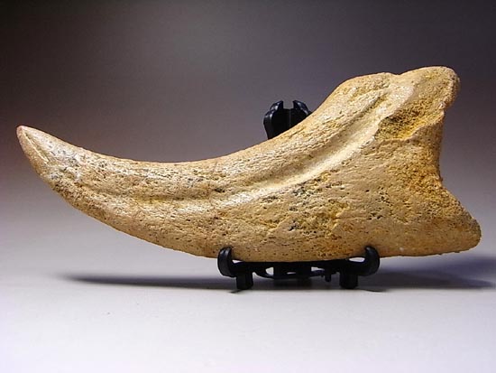 博物館レベル!スピノサウルスの巨大なかぎ爪(その10)