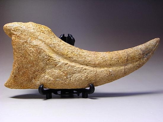 博物館レベル！スピノサウルスの巨大なかぎ爪（その11）