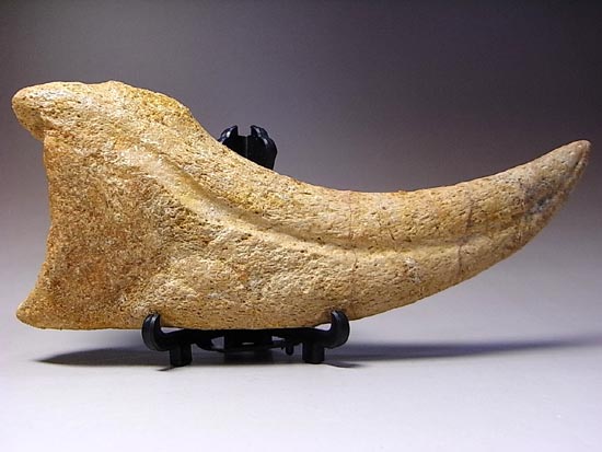 博物館レベル!スピノサウルスの巨大なかぎ爪(その11)