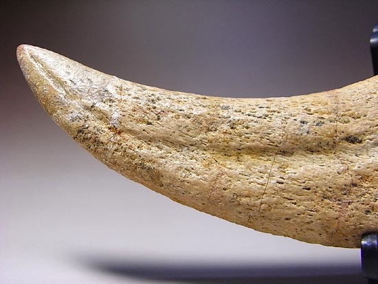 博物館レベル!スピノサウルスの巨大なかぎ爪(その12)