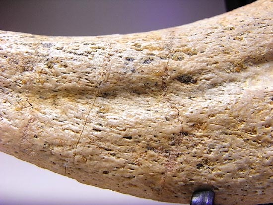 博物館レベル!スピノサウルスの巨大なかぎ爪(その13)