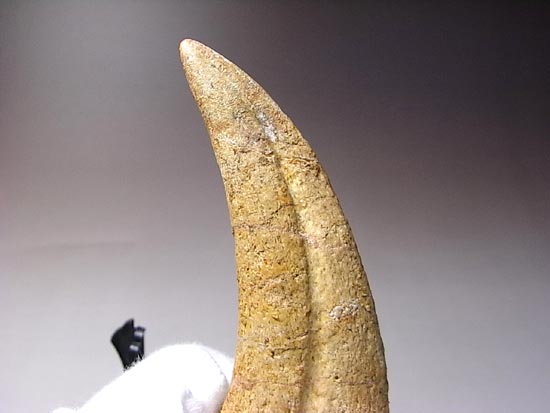 博物館レベル!スピノサウルスの巨大なかぎ爪(その14)