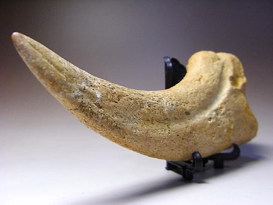 博物館レベル!スピノサウルスの巨大なかぎ爪(その15)