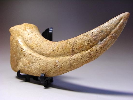 博物館レベル!スピノサウルスの巨大なかぎ爪(その16)
