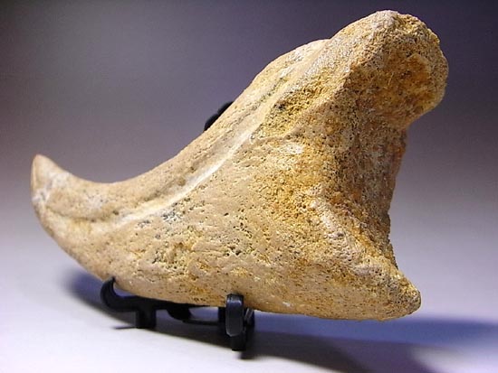 博物館レベル!スピノサウルスの巨大なかぎ爪(その17)