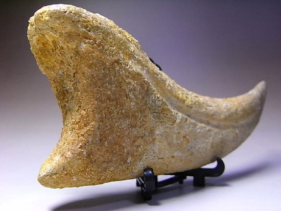 博物館レベル!スピノサウルスの巨大なかぎ爪(その18)