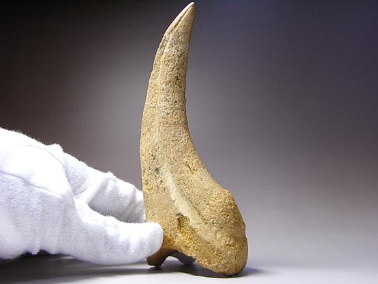 博物館レベル!スピノサウルスの巨大なかぎ爪(その19)