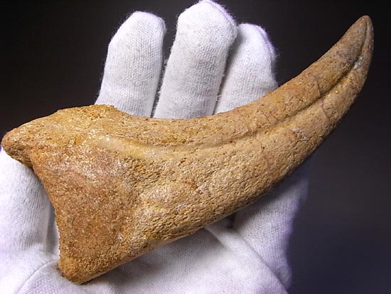博物館レベル！スピノサウルスの巨大なかぎ爪（その2）