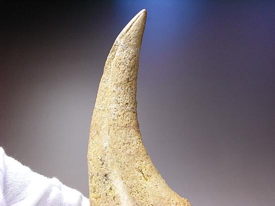 博物館レベル!スピノサウルスの巨大なかぎ爪(その20)