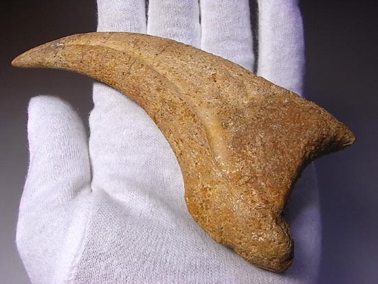 博物館レベル!スピノサウルスの巨大なかぎ爪(その3)