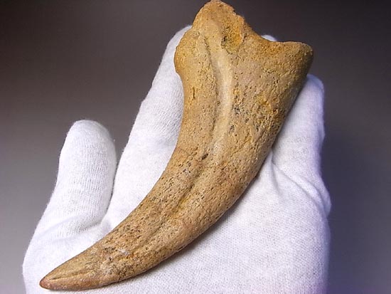 博物館レベル！スピノサウルスの巨大なかぎ爪（その4）