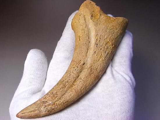 博物館レベル!スピノサウルスの巨大なかぎ爪(その4)
