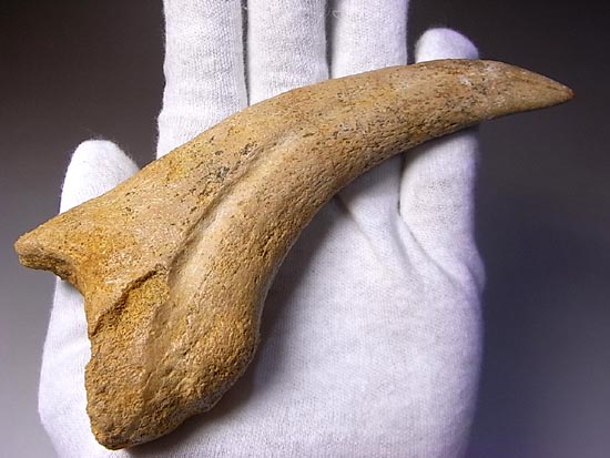 博物館レベル!スピノサウルスの巨大なかぎ爪(その5)