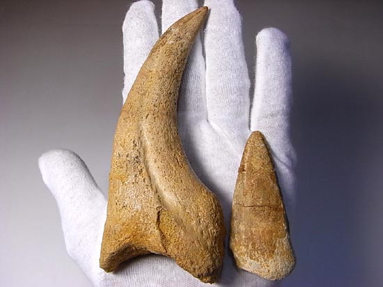 博物館レベル!スピノサウルスの巨大なかぎ爪(その7)