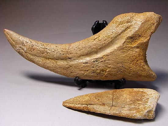 スピノサウルスのハンドクロウ（爪） 化石 恐竜 新品・未開封 www.m 