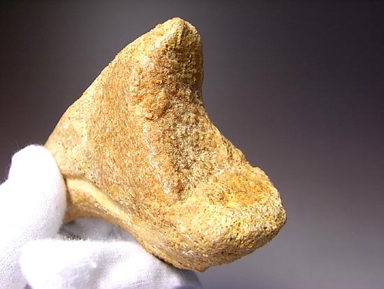 博物館レベル!スピノサウルスの巨大なかぎ爪(その9)