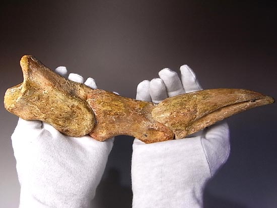 完全成体のカルカロドントサウルスの節骨付きフットクロウ（その1）