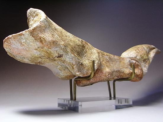 完全成体のカルカロドントサウルスの節骨付きフットクロウ(その10)