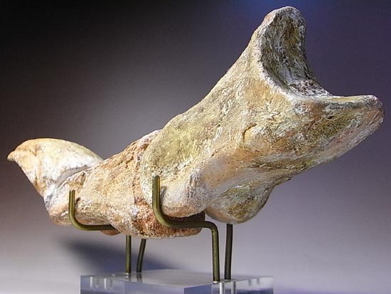 完全成体のカルカロドントサウルスの節骨付きフットクロウ(その11)