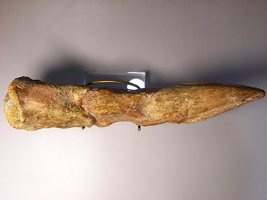 完全成体のカルカロドントサウルスの節骨付きフットクロウ（その12）