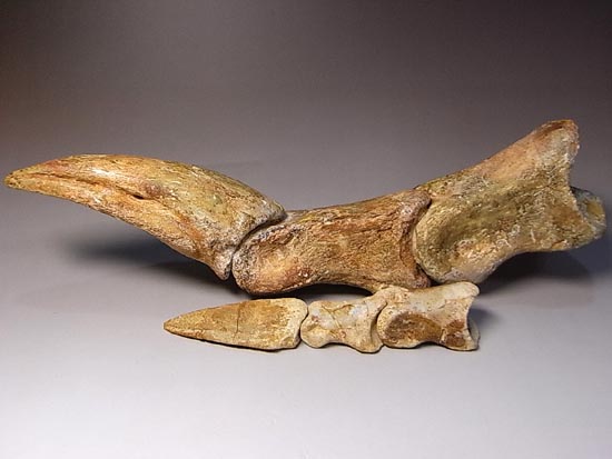完全成体のカルカロドントサウルスの節骨付きフットクロウ（その13）