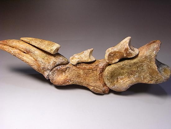 完全成体のカルカロドントサウルスの節骨付きフットクロウ（その14）