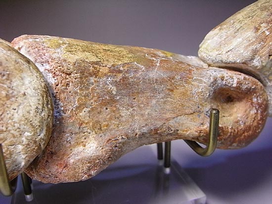 完全成体のカルカロドントサウルスの節骨付きフットクロウ（その16）