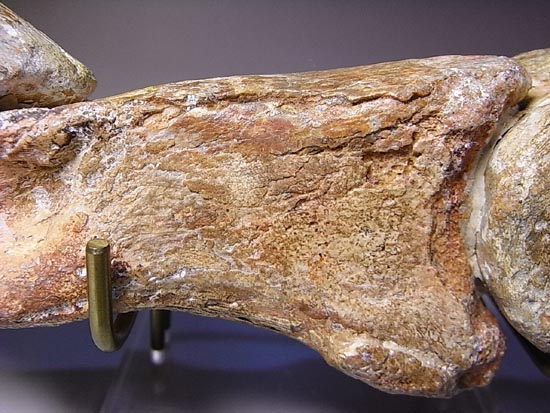 完全成体のカルカロドントサウルスの節骨付きフットクロウ（その17）