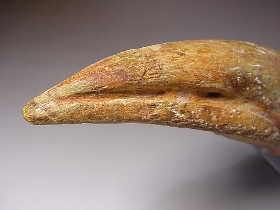 完全成体のカルカロドントサウルスの節骨付きフットクロウ(その18)
