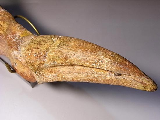 完全成体のカルカロドントサウルスの節骨付きフットクロウ(その19)