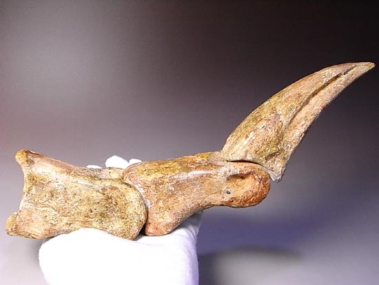 完全成体のカルカロドントサウルスの節骨付きフットクロウ(その2)