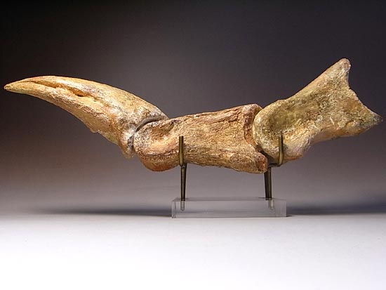 完全成体のカルカロドントサウルスの節骨付きフットクロウ(その3)