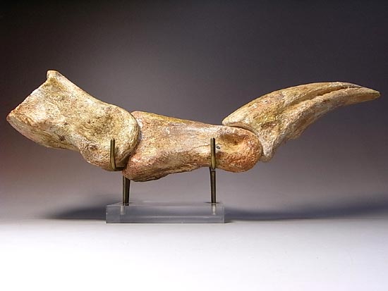 完全成体のカルカロドントサウルスの節骨付きフットクロウ(その4)