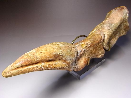 完全成体のカルカロドントサウルスの節骨付きフットクロウ(その5)