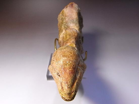 完全成体のカルカロドントサウルスの節骨付きフットクロウ(その6)