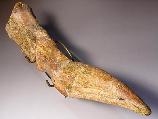 完全成体のカルカロドントサウルスの節骨付きフットクロウ(その7)